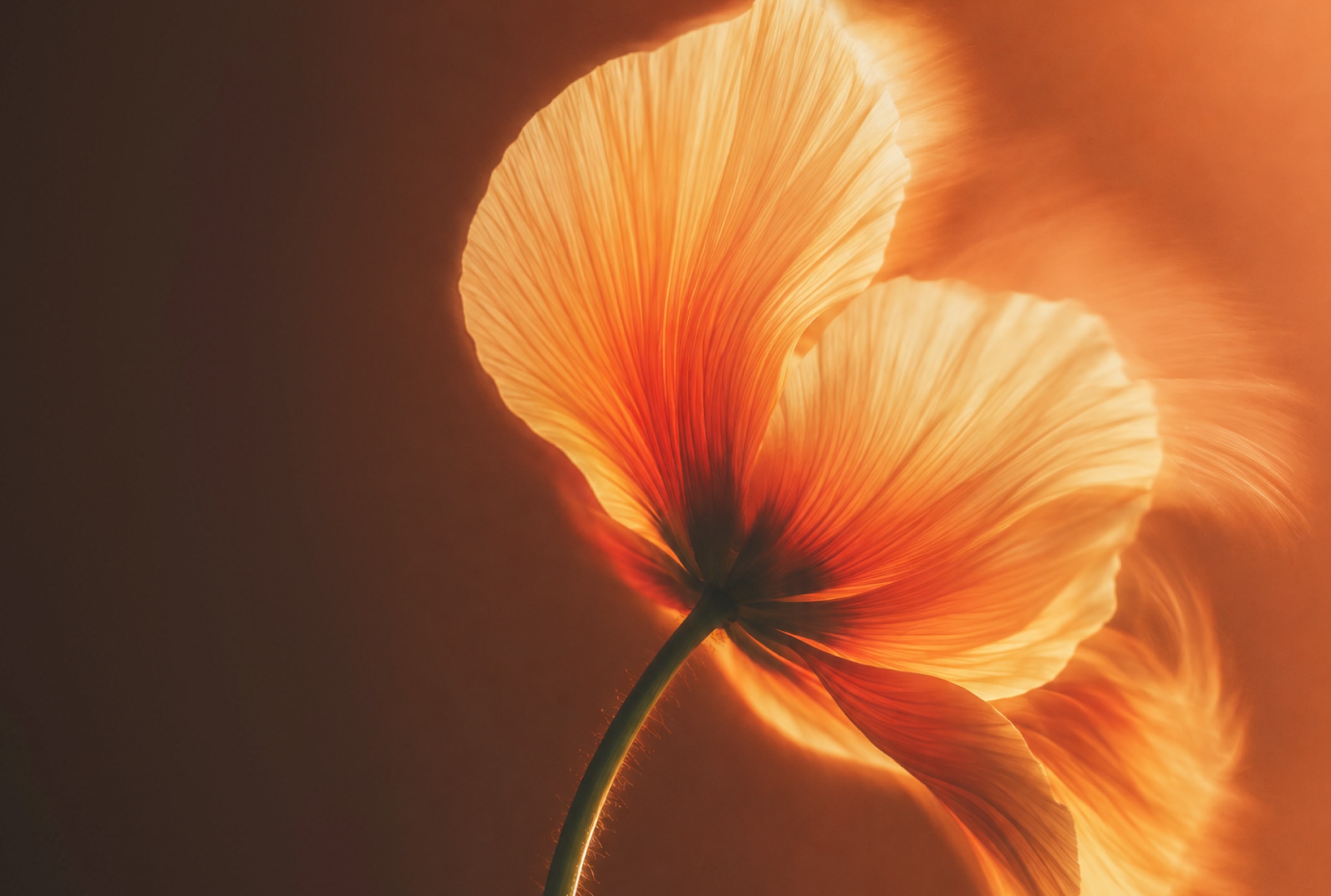 Backlit orange poppy flower with translucent petals glowing against a dark warm background